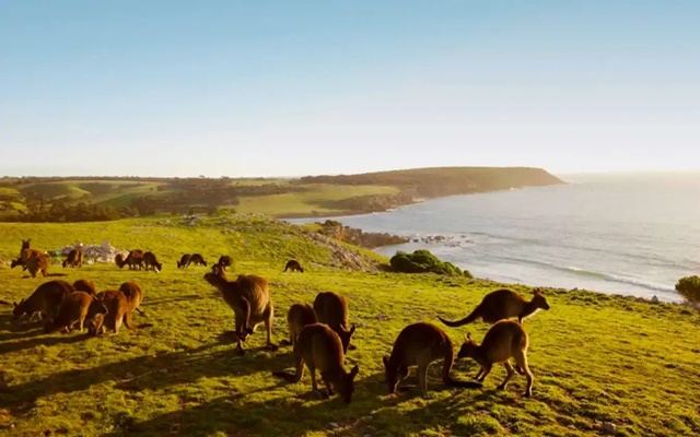 Khám phá thế giới thiên nhiên hoang dã tại đảo Kangaroo - Úc